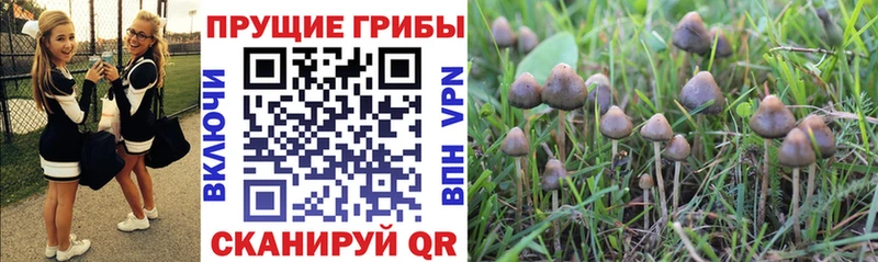купить  цена  блэк спрут ONION  Псилоцибиновые грибы прущие грибы  Ртищево 